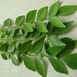 When can i give curry leaves for my baby