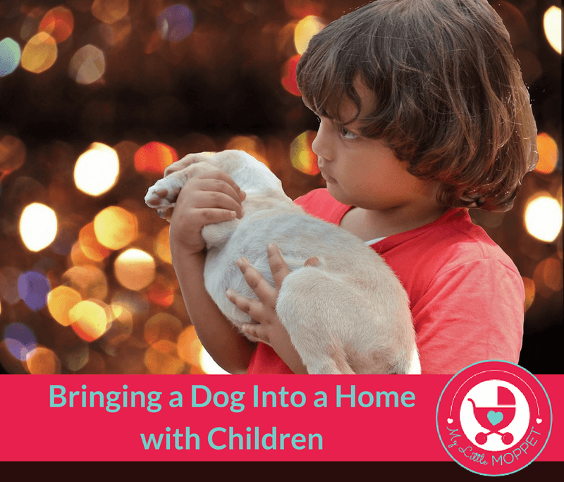 Bringing a Dog Into a Home with Children