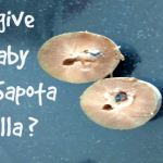 can i give my baby sapota chikoo sapodilla