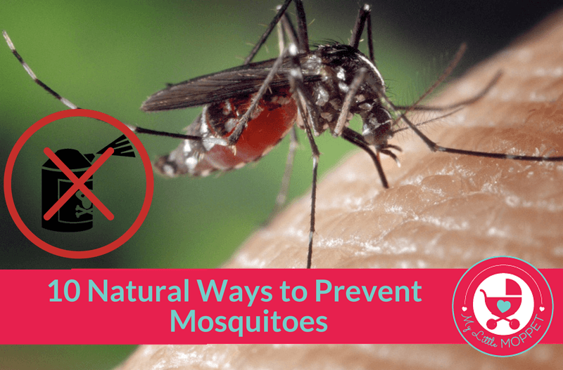 prevent mosquitoes