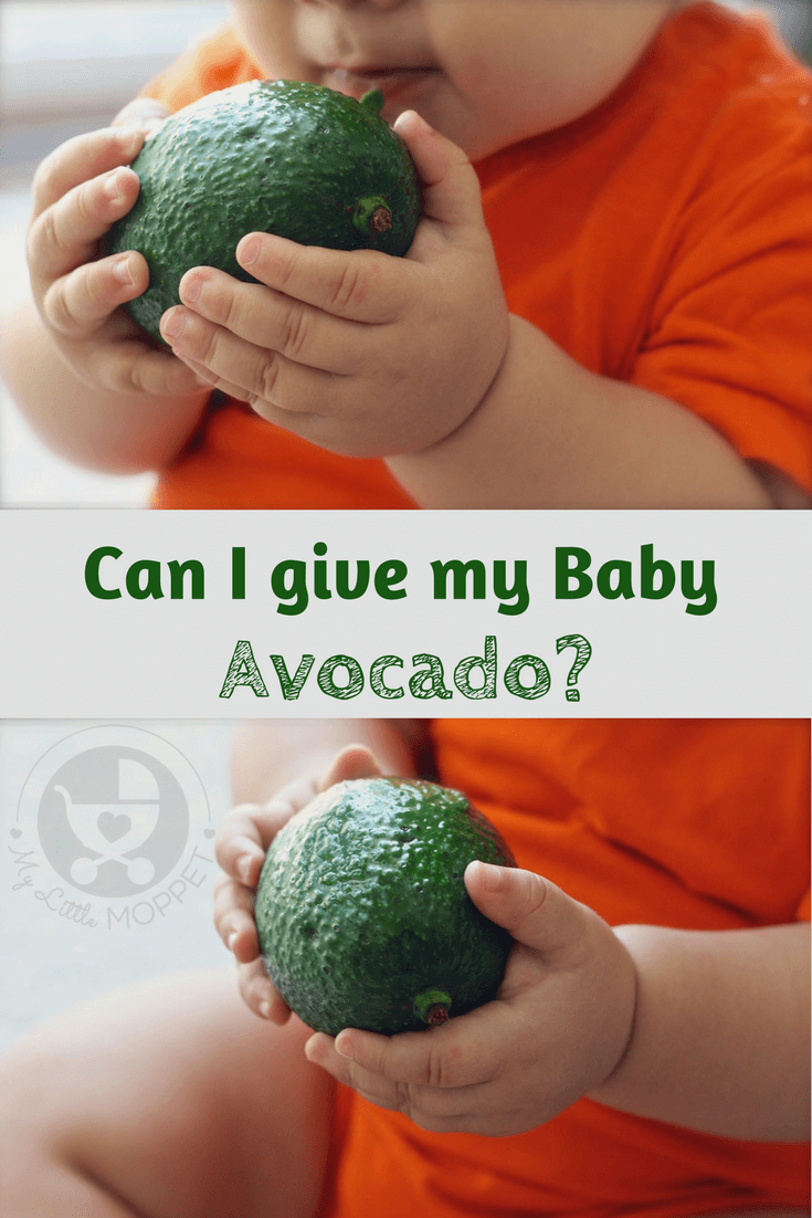 Can I give my Baby Avocado?