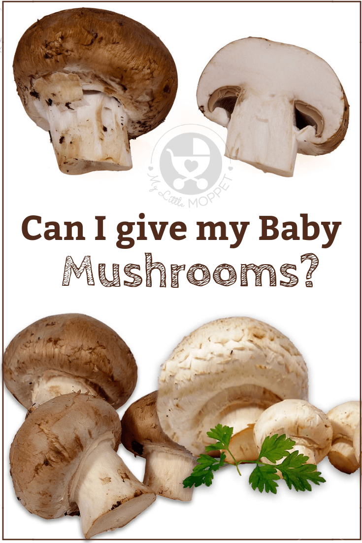 Mushrooms are ideal to turn a plain recipe into a hearty dish. With mushrooms being so tasty and healthy, it's natural to ask: can I give my baby mushrooms?