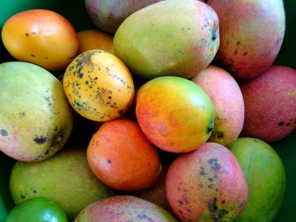 While we get ready to enjoy the season of the king of fruits, Moms of infants wonder: Can I give my Baby Mango? Let's find out if your baby can eat mangoes.