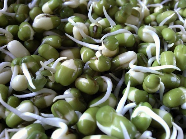 Sprouting has become quite popular and with good reason! Here are 6 Amazing Health Benefits of Sprouting, along with sprouting tips and yummy recipes.