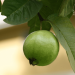 Guava is a fruit that's an integral part of our childhoods. Rich in Vitamin C & easily available, it's natural for Moms to wonder: can I give my baby guava?