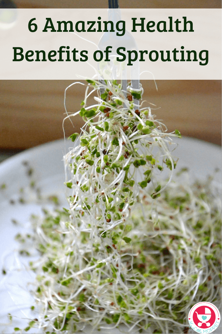Sprouting has become quite popular and with good reason! Here are 6 Amazing Health Benefits of Sprouting, along with sprouting tips and yummy recipes.