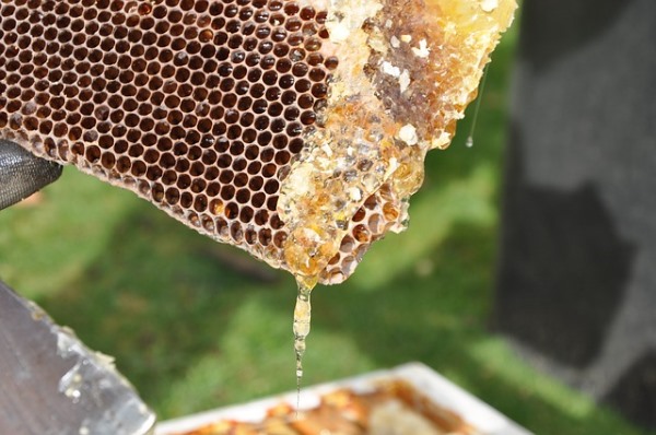 You've come across different types of honey, but Why is Raw Honey better than Regular Honey? Let's find out all about raw honey in this post.