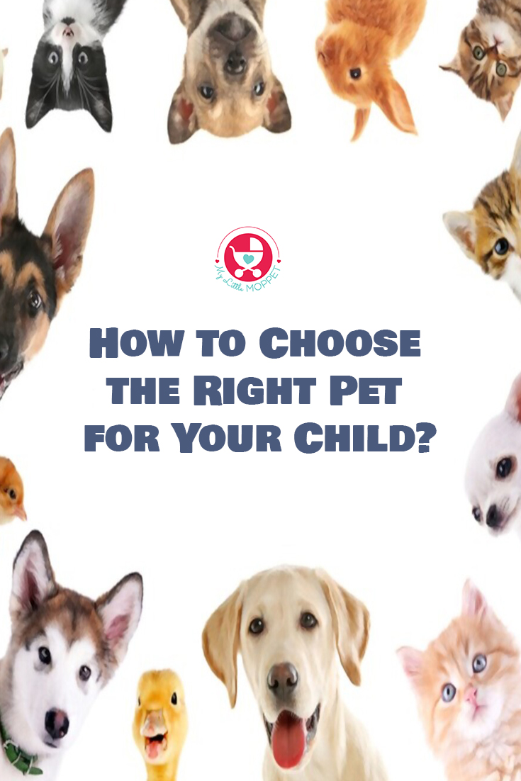 Are you considering to have a pet at home and yet to decide on it? Here is a complete guide on How to Choose the Right Pet for Your Child?